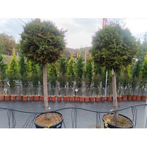 Tuja západná (Thuja occidentalis) ´BRABANT´ - výška 200-220 cm, kont. C90L - NA KMIENKU